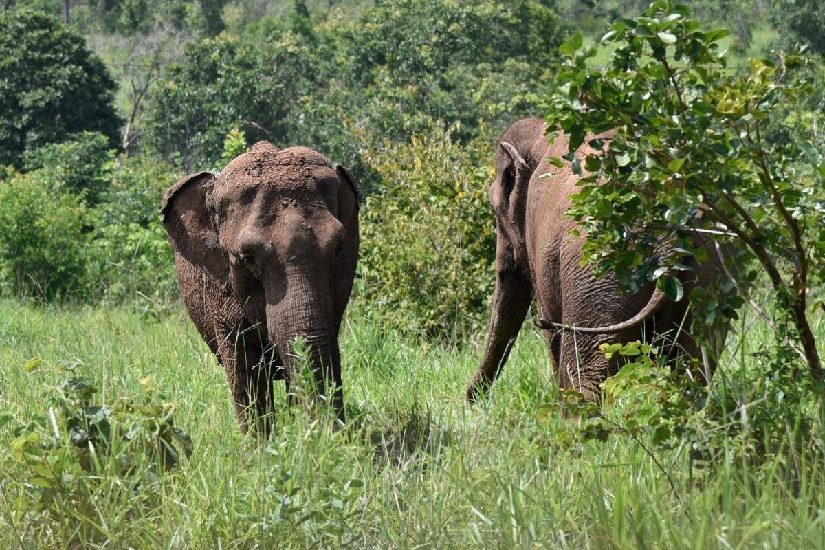 La elefanta Kanya será trasladada desde Mendoza a un santuario de Brasil