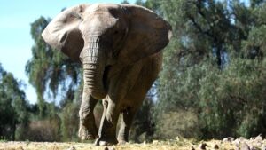 La elefanta Kanya será trasladada desde Mendoza a un santuario de Brasil